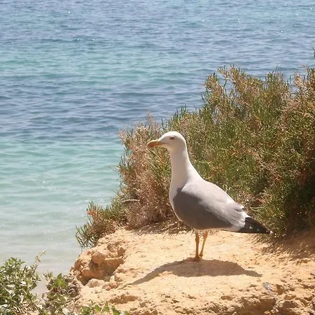Casa Dos Pinheiros, Sesmarias, Prázdninový dům Albufeira