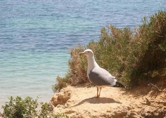 Villa Pinetree Seaside, Albufeira Vakantiehuis Albufeira